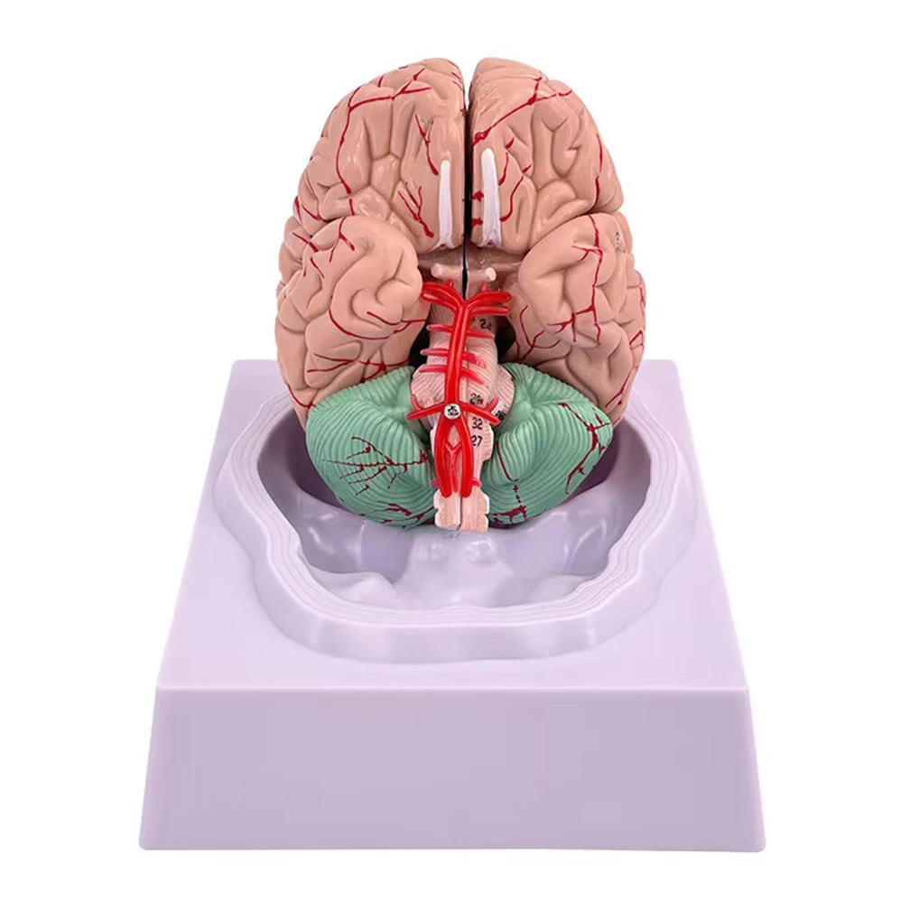 Man Woman Brain Model Life Size Anatomy Model With Display Base For Science Classroom Study Learning & Lab Teaching Display DIY