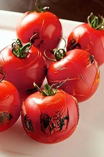 Adjustable Flame Butane Torch for Kitchen, Sous Vide & Pastries with Stand, Fuel Not Included