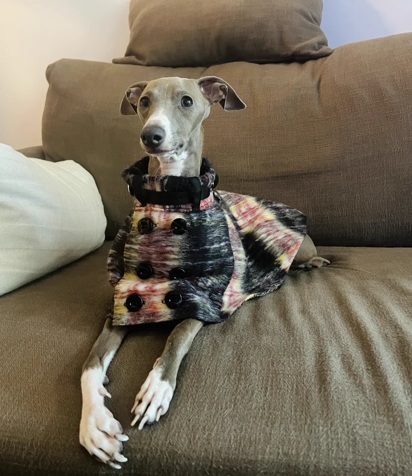 

Elegant Adjustable Waistband British Style Coat For Italy Greyhound Luxury Windproof Warm Cape Jacket for Whippet Dog