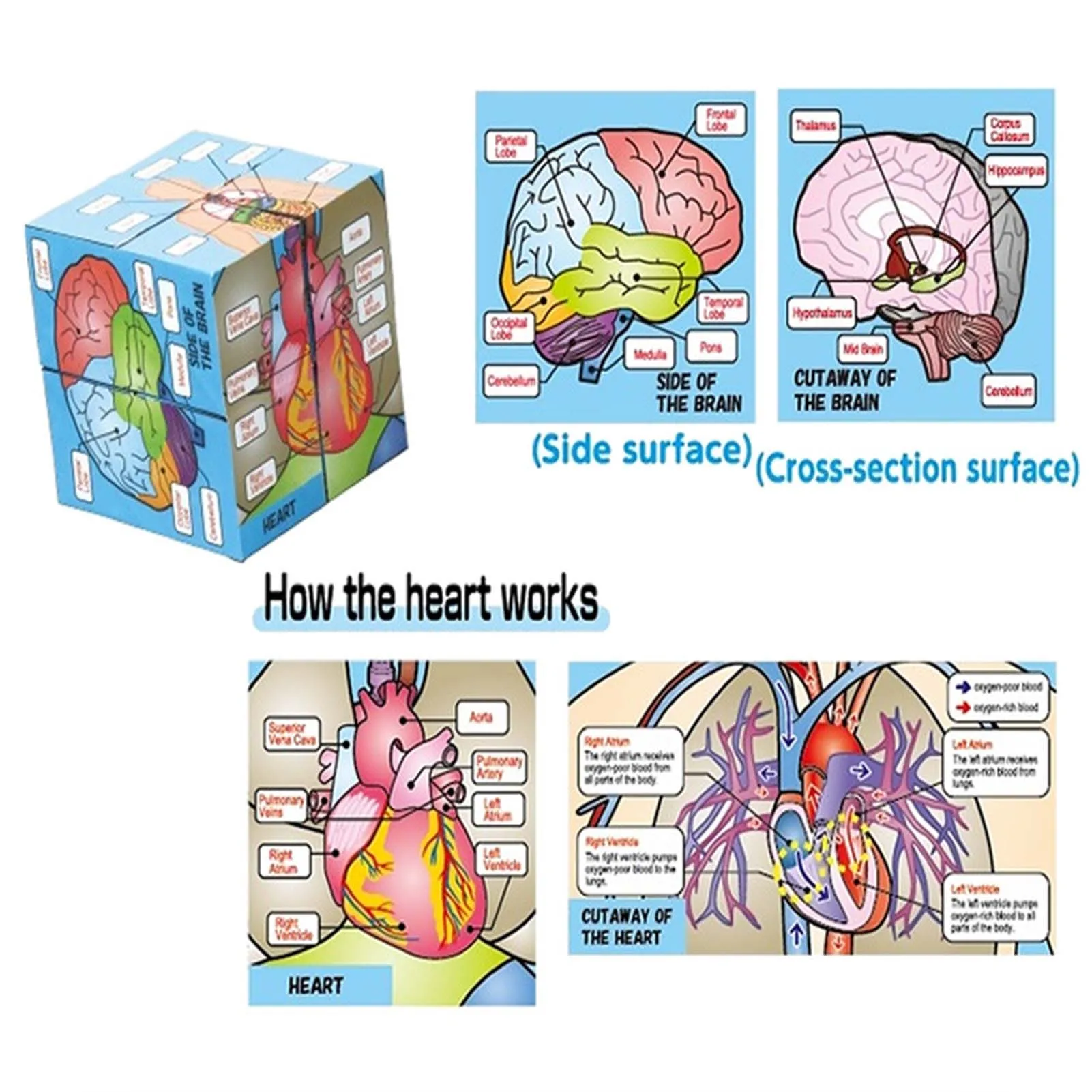 Human Body Organs Cube Book Science Classroom Demonstration Tools Toys Puzzle Human Anatomy Display For Kids Ages 6+