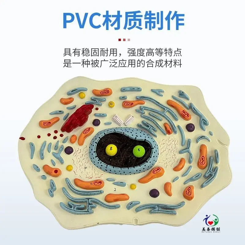 A Animal Plant Cell Model Microstructure Anatomical Model Biological Cell Membrane Cytoplasm Nucleus Mitochondria