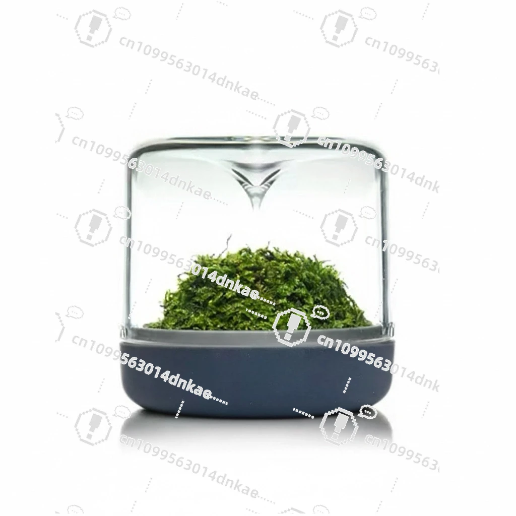 Geometric Nature Small Moss Micro Landscape Grey Green Plants Indoor Planting Small Pot
