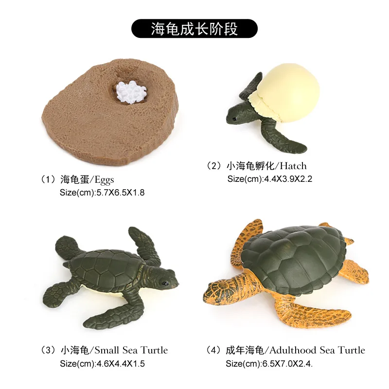 Simulation Marine Animal Model Children\'s Cognitive Science and Education Toy Set Turtle Tortoise Growth Cycle