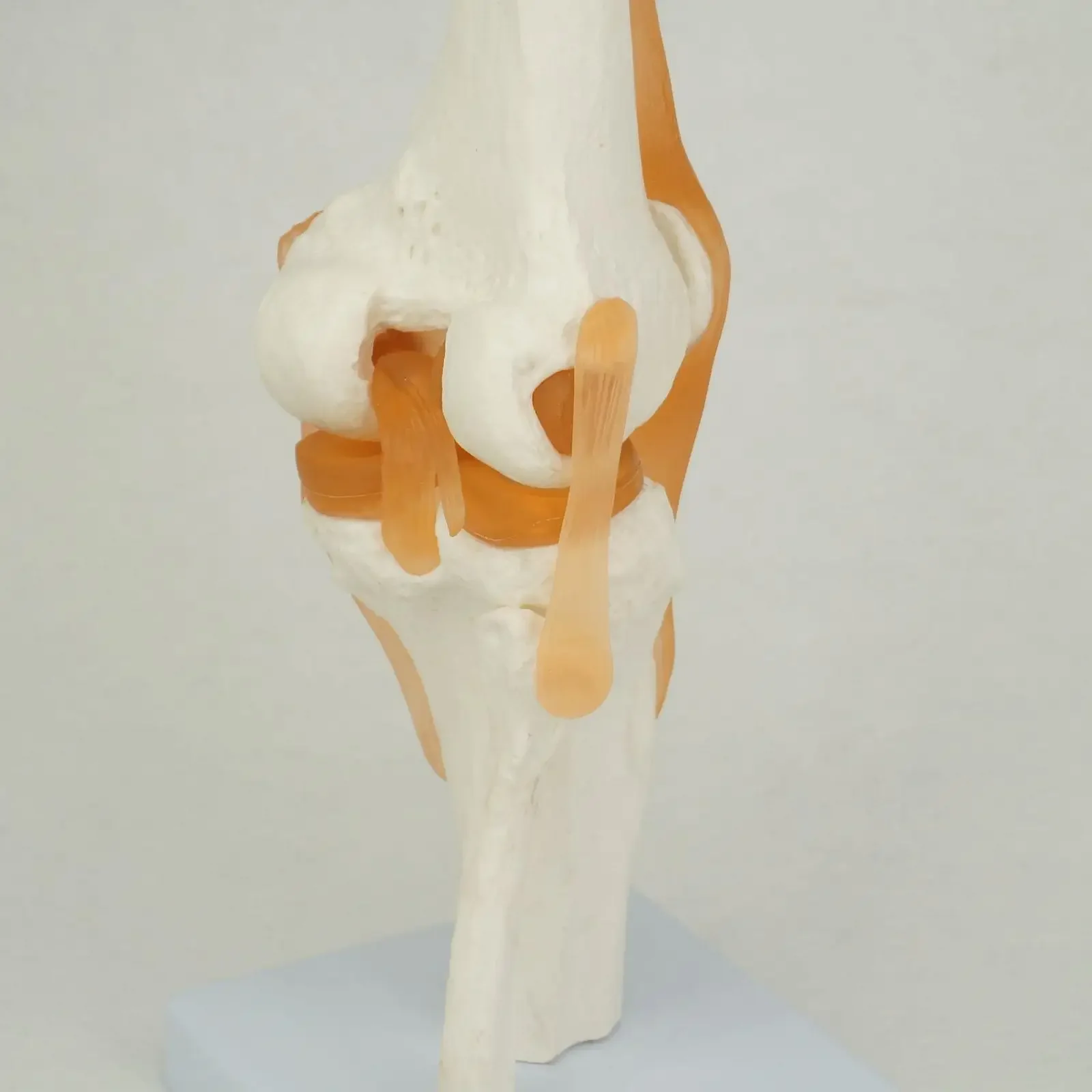 PVC Life Size Knee Joint Anatomical Model Skeleton Human Medical Anatomy for Medical Science Teaching