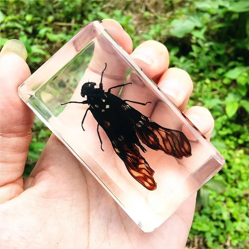29個の新しい本物の昆虫標本、樹脂製の神聖なカブトムシ標本