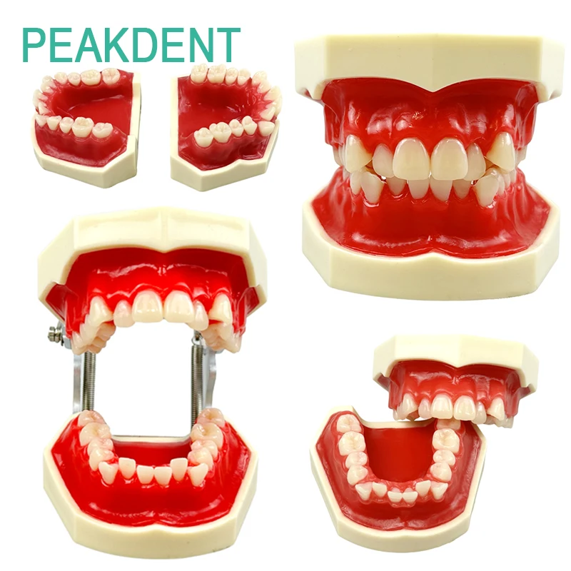 

Dental Red Wax Orthodontic Training Model Orthodontic Practice Training Tool Dental Learning Teaching Model
