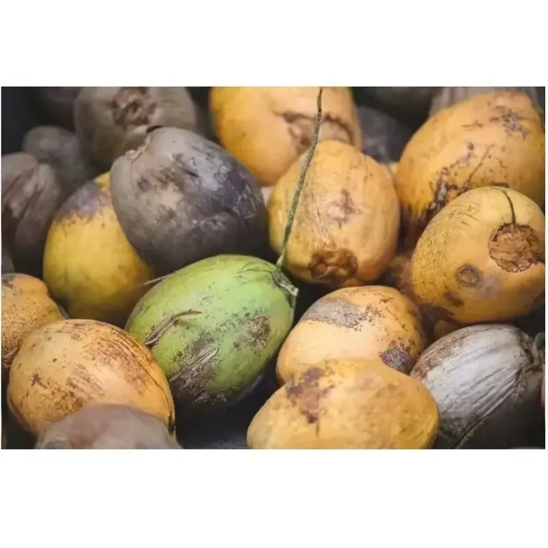 Electric and Engine Dual-use Coconut Dehusking Machine for Brown Coconut Fiber Coir Removing and Skin Dehusking