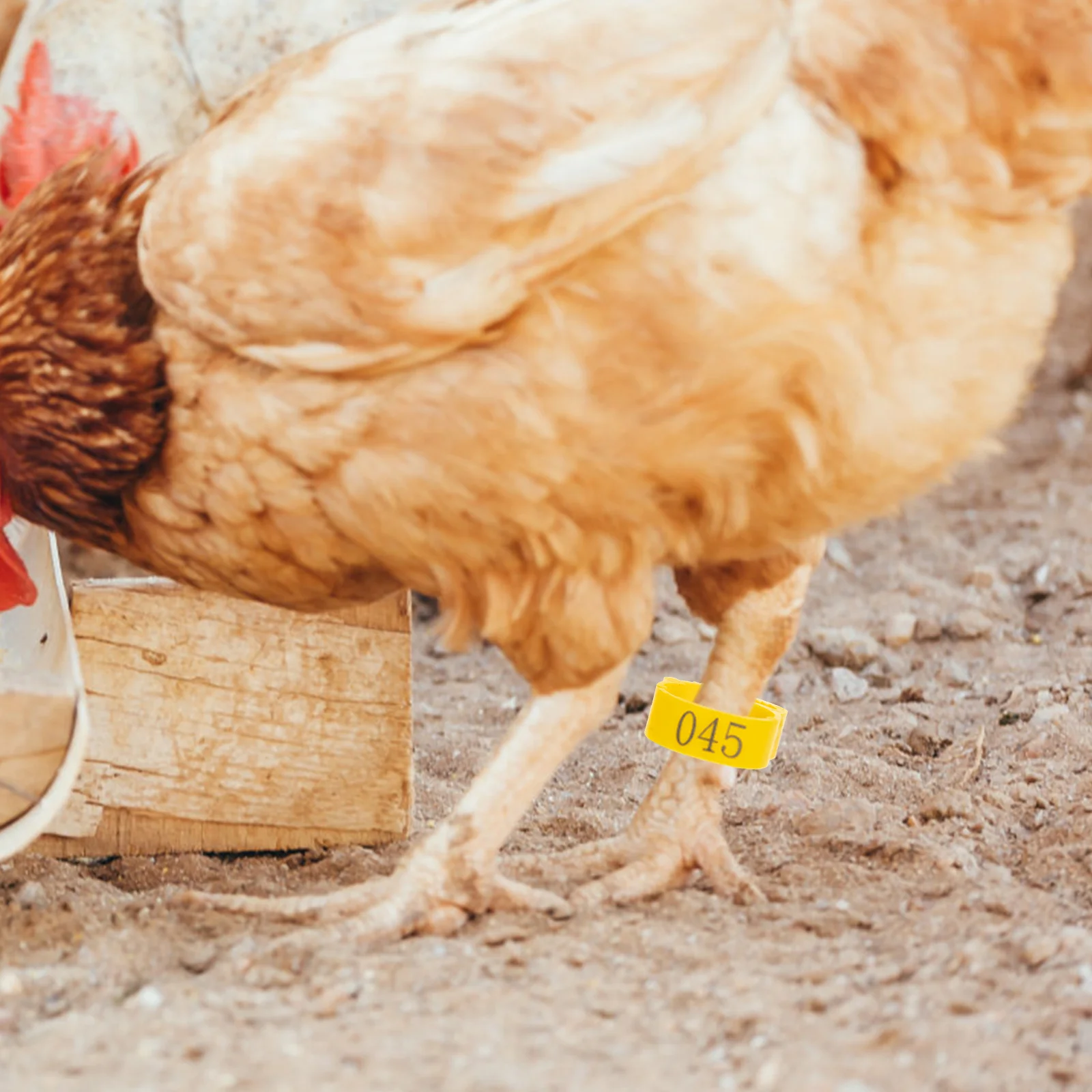 

100Pcs Poultry Identification Rings Chicken Leg Bands Easy Wear Remove Durable Management Tools Chicken Leg Bands