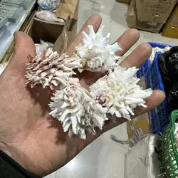 Natural Conch and Shell Specimens, Screw Collection Ornaments, Sea chrysanthemum, White Snail, 5-7cm
