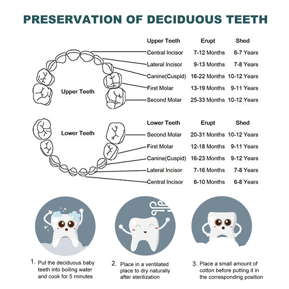 

Baby Tooth Holder Storage Box with Cover for Keepsake Lost Deciduous Teeth Organizer Toddler Tooth Fairy Gift Case