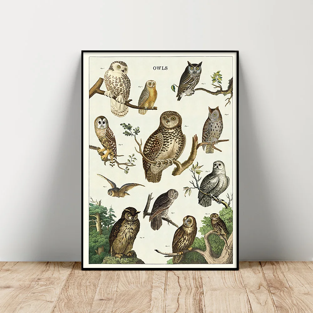 

Owl Chart Wildlife Illustration Art Print Poster Animal Vintage Canvas Painting Home Decor Wall Stickers