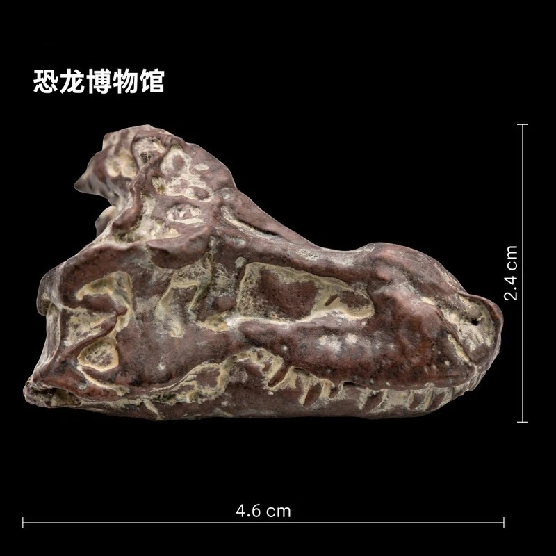 

New Version Tyrannosaurus Rex Cameron 1:35 Scientific Art Model Dinosaur Museum With T-Rex Skull Collectible Figurine Gift