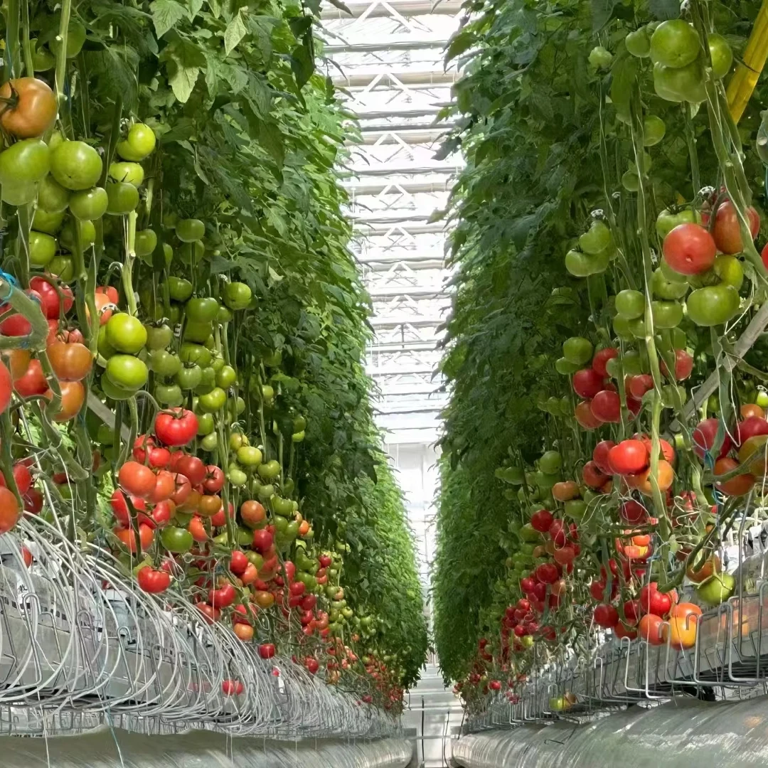 

Customized greenhouseMultispan Agricultural Film Greenhouse for Tomato Growing with Turnkey Project
