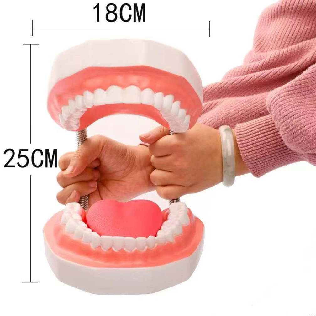 6X Magnification Full Mouth Model Tooth Teaching With Toothbrush Dental The High-Grade Presentation Education Model Tools