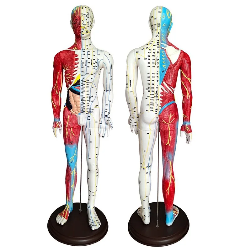 

Ultra clear 60CM human acupuncture and moxibustion model Half musculoskeletal model Meridian acupoint model