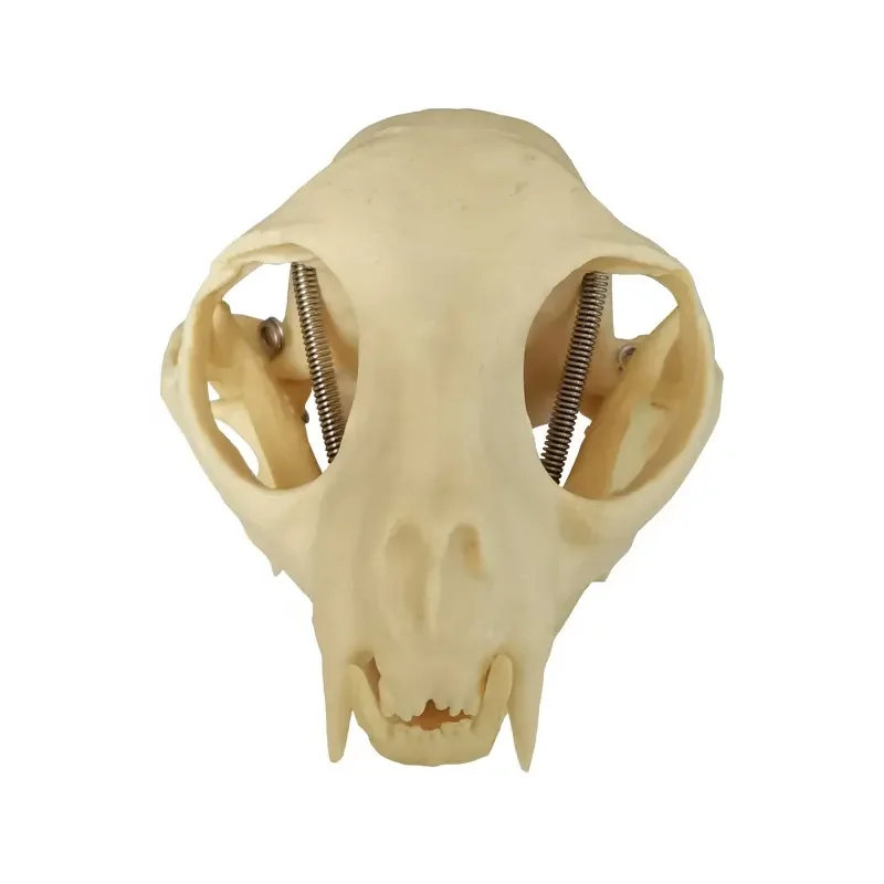 Medical Science, Cat Skull Model, Veterinary Medicine, Animal Cat Skull Model