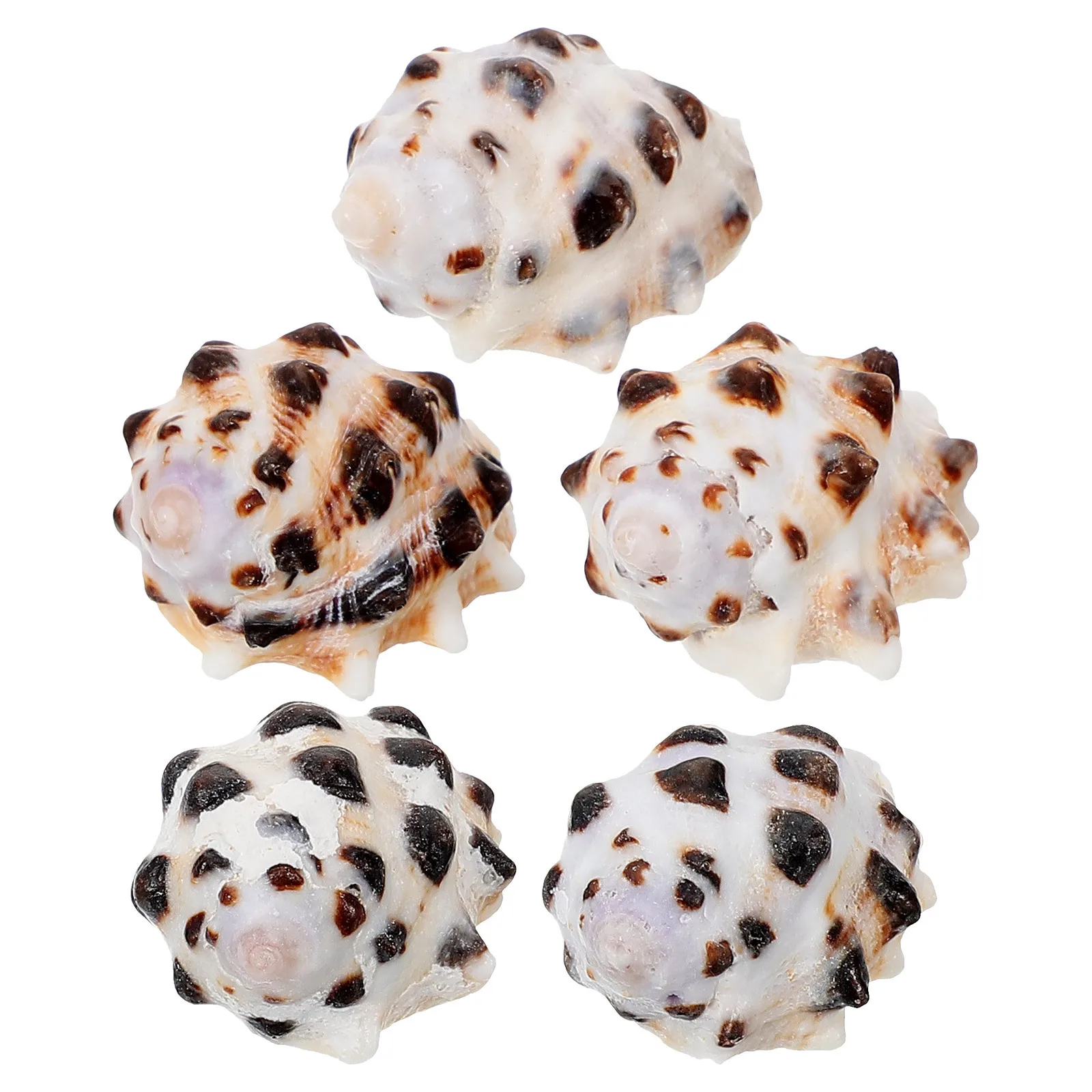 

5Pcs Mini Natural Conch Shells Crafts Aquarium Decoration Sea Shells Landscape Adornments Fish Tank Conch Decor