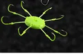 Fluorescein