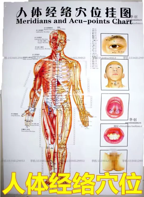 Medical Meridian acupuncture wall charts human body meridian points diagrams hand-foot wall charts Scrapping flipchart 6pcs/set
