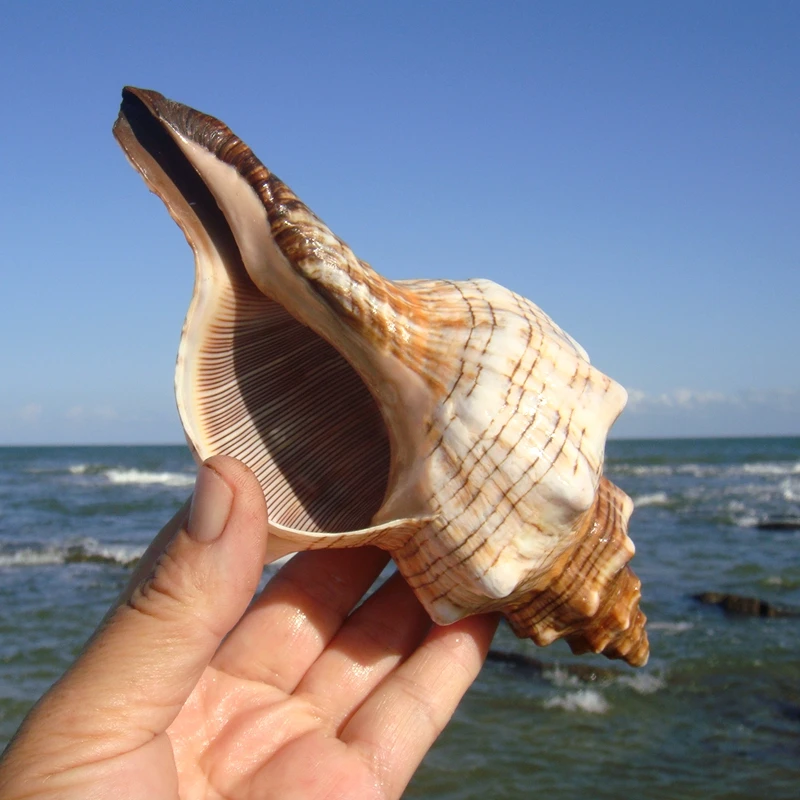 1PC Striped Fox Conch Sea Shells Large Natural Seashells Perfect for Fish Tank Wedding Decor Beach Theme Party Home Decorations