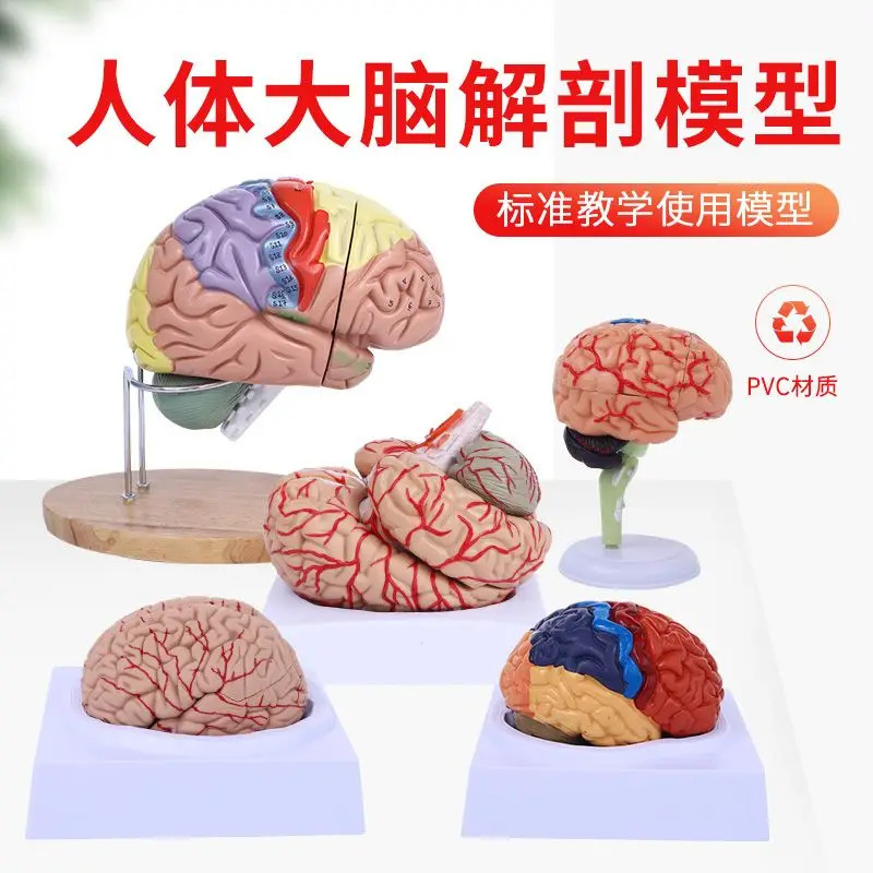 Color division model of brain functional areas, brain anatomy model, human cerebral artery construction, and brain nerves