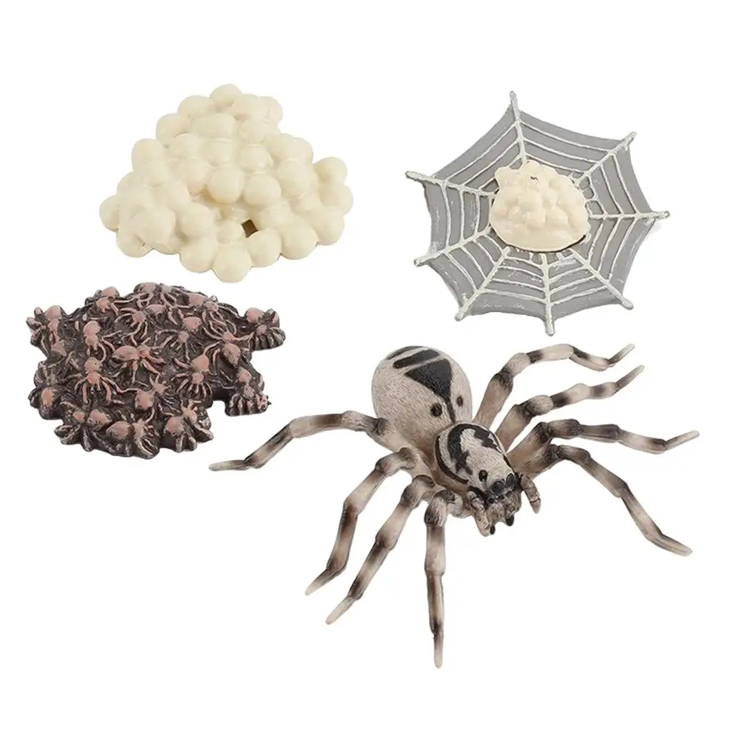 4 Pieces Life Cycle of A Spider, Animal Growth Cycle Includes Egg, Larva,