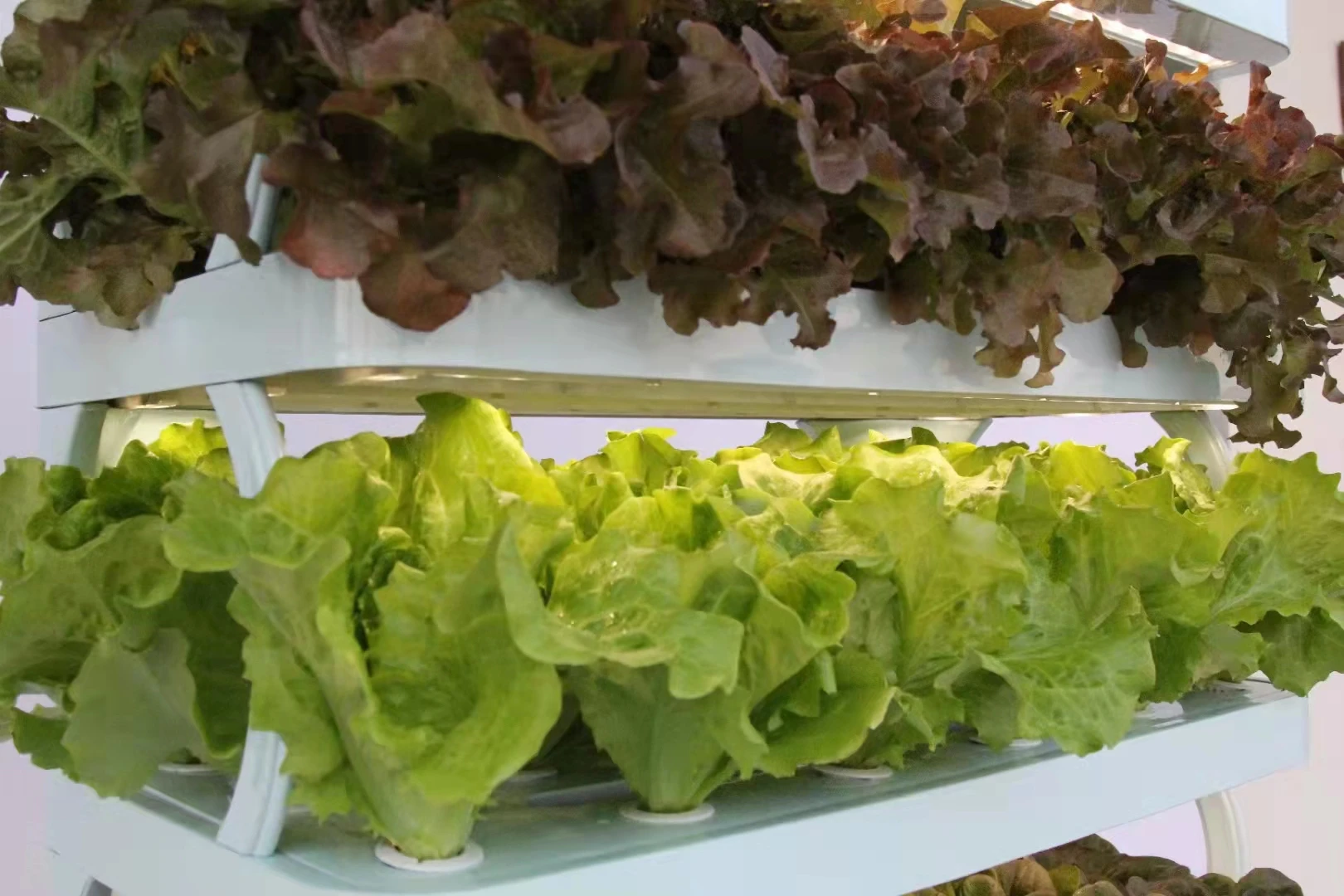 en نمو الخضروات الذكية، مطبخ واحد داخلي، زراعة مائية، نظام زراعة Aquaponics #5