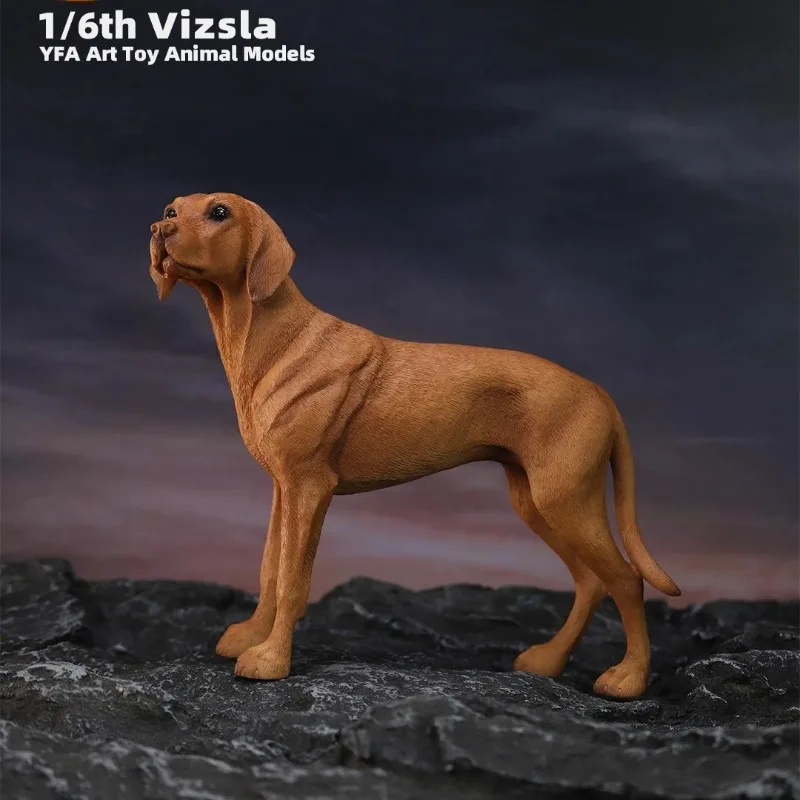 1/6 스케일 시뮬레이션 수지 동물 Vizsla 개 모델 12 "장난감 피규어 액세서리 연인 선물 차량 장식품 재고 있음