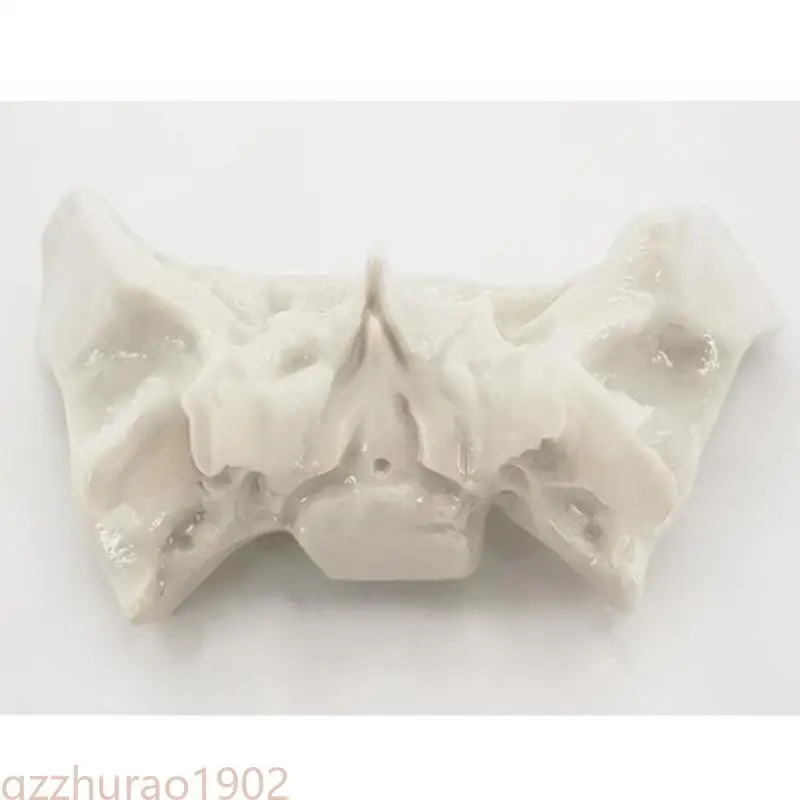 

97QB Human Temporal Bone Model Medicals Teaching Tool Human Skeleton Anatomy Model School Teaching Supplies for Study