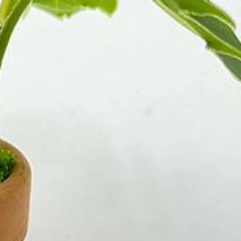 1Pcs Miniature Scandinavian Style Decoration Dollhouse Green Plants Mini Taro Turtle Back Green Potted Plants Props Model