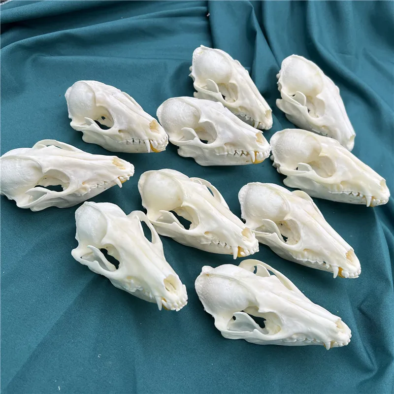 1pcs Pure Natural Taxidermy Vulpes Raccoon Skull Taxidermy Real Bone Skeleton Christmas Decoratio