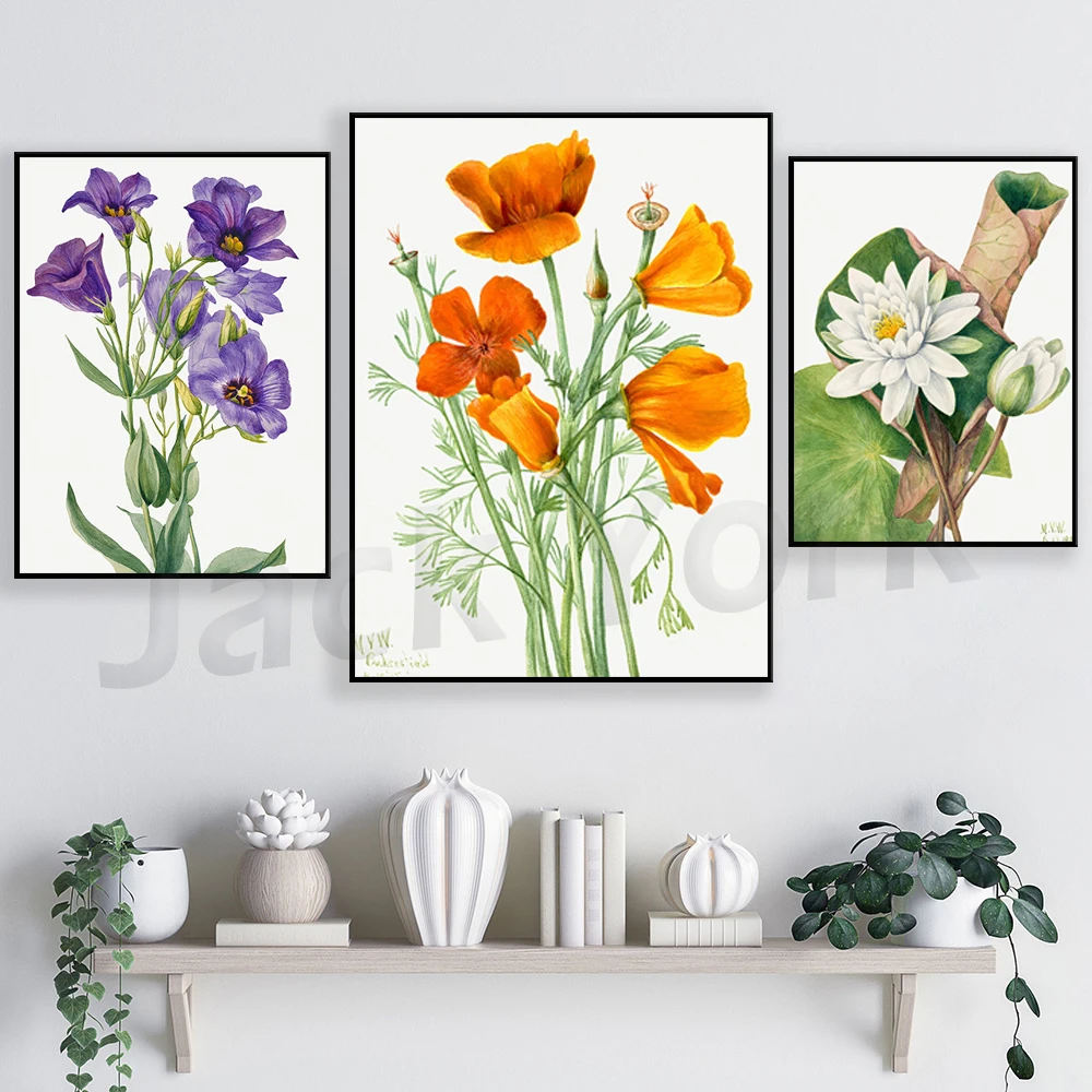 California Poppy Vintage Botanical Art by Mary Vaux Walcott, Poppy Flower, California Poppy Art, Vintage California Art