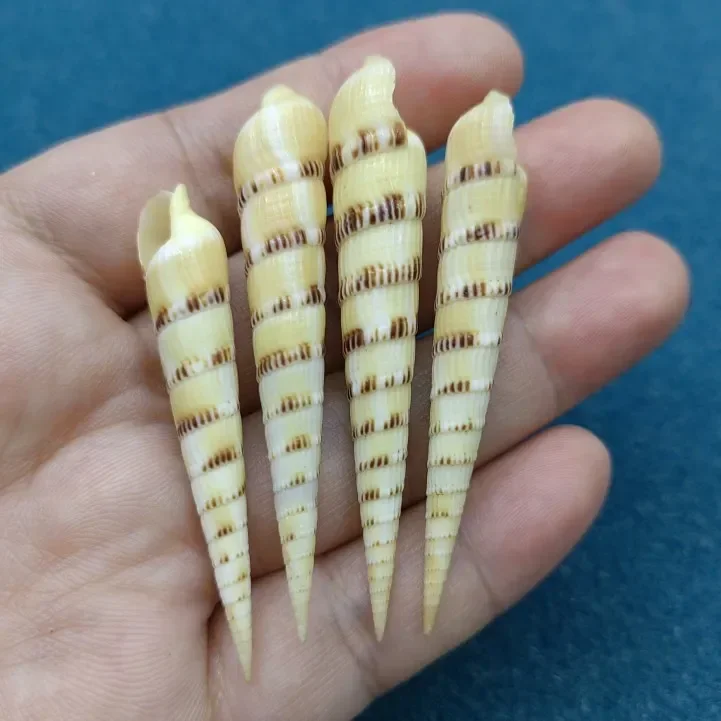 Turritella Terebra Natural Shell Conch Fish Tank Landscaping DYI Jewelry Shooting Props Crafts Ocean Decor Seashells 5-6cm