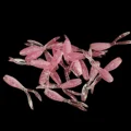 0001 20PCS C