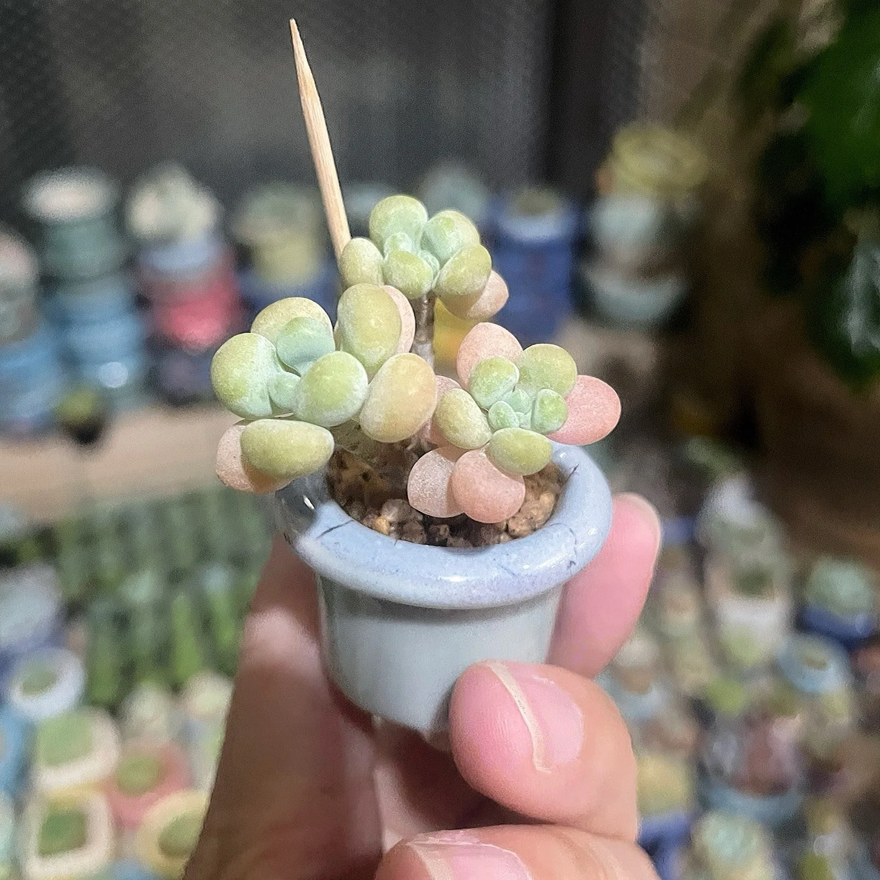 Mini maceta de cerámica de 6 piezas para el pulgar, maceta de Cactus para plantas de interior, jardín doméstico, Mini maceta, bonsái, plantación de plantas suculentas