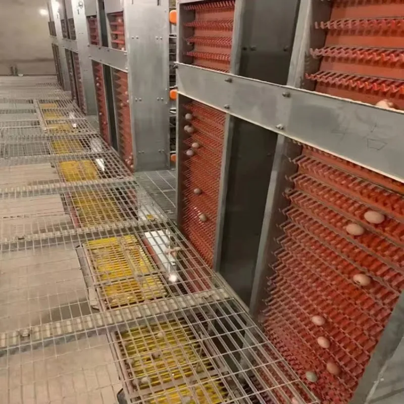 Automatic Poultry Egg Collector Machine Custom for A Type H Type Layer Cage 3 4 Tiers Egg Collection System Hens Equipment