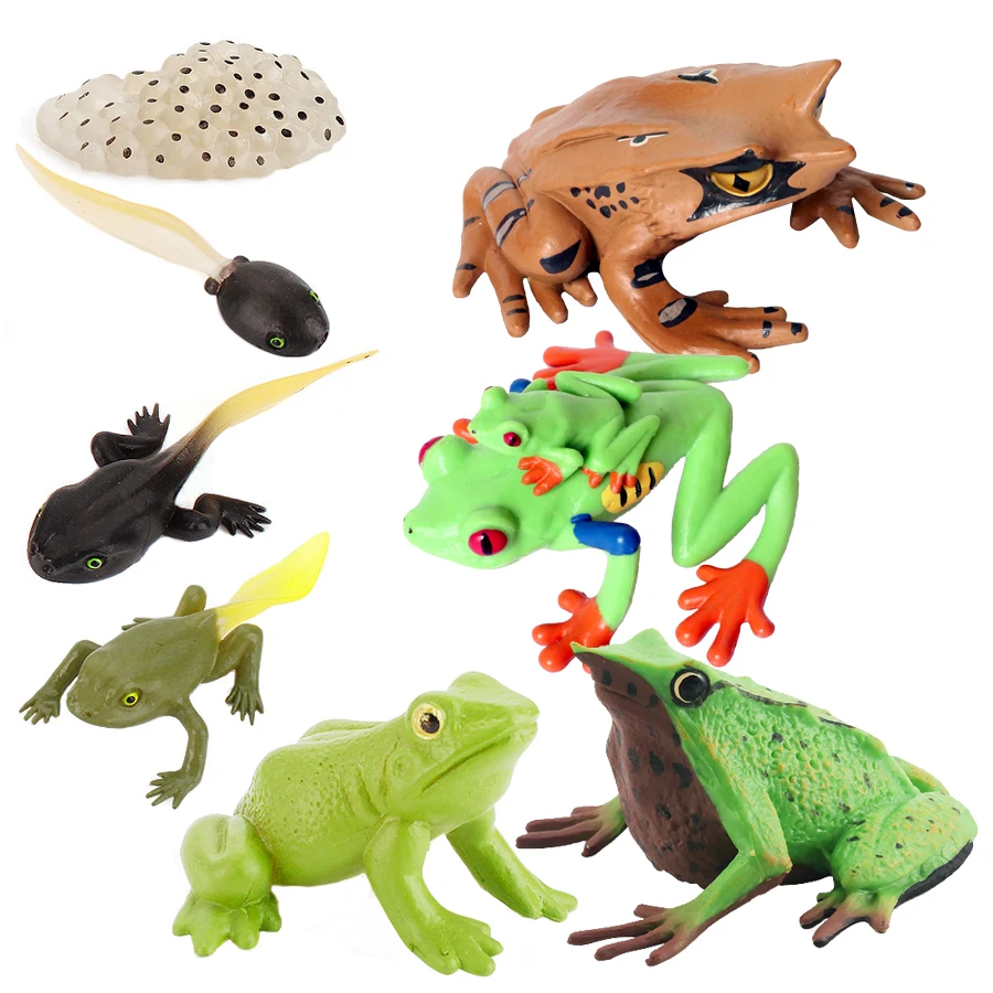 Simulated Frog Life Cycle Stages Action Figures Great as Visual Aid for the Classroom Model Figurines Educational Toys for Kids