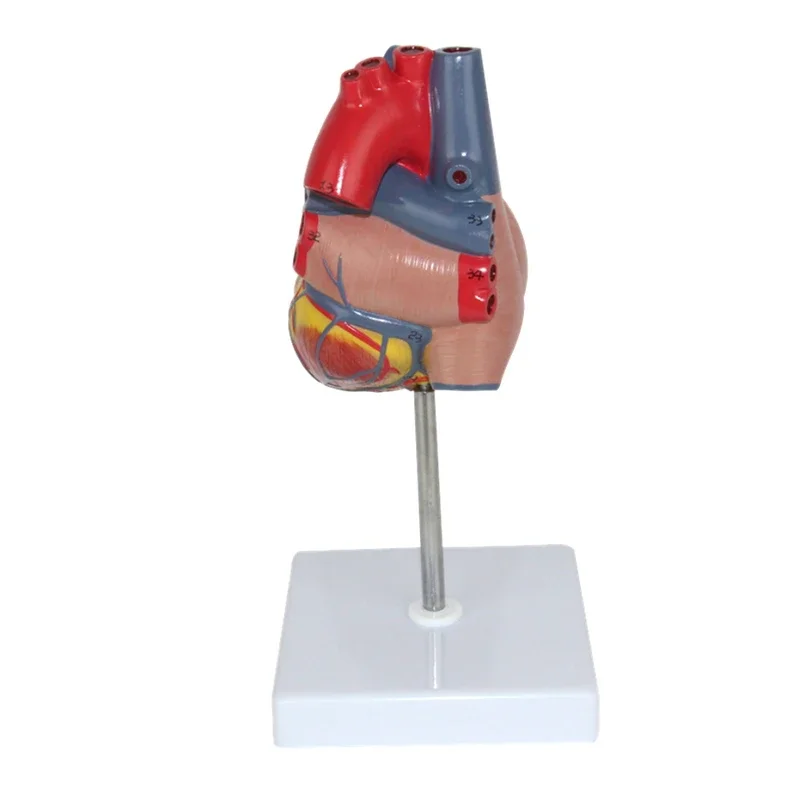 1:1 Life Size Human Heart Model Disassembled Anatomical Human Heart Model Anatomy Medical Teaching Tool With Number Mark