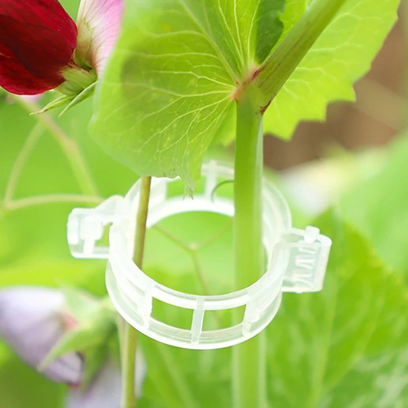 Clips de plantes en plastique pour plantes grimpantes, Fiosphréinitialisation transparent, Treillis de tomate, Support de plantes, Fiosphréinitialisation de vigne, 100 pièces