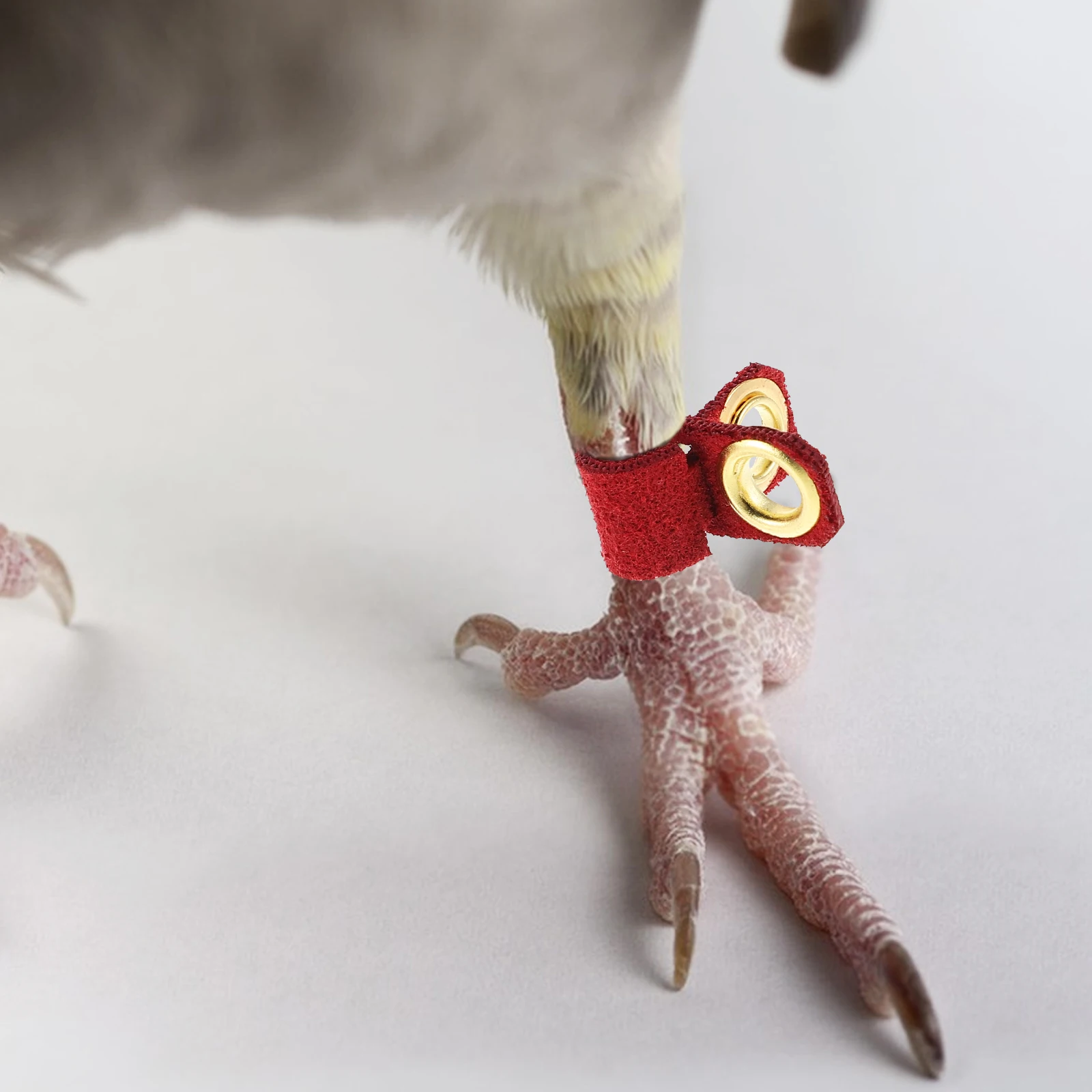 

6pcs Parrot Anklet Bird Foot Rings Adjustable Leg Bands for Chicks Pigeon Accessories Cage Soft Material