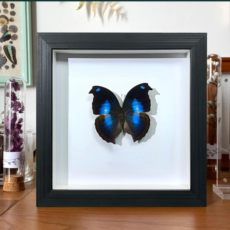 

Napeocles Jucunda Real Butterfly Specimen Frame Gift Home Decoration Crafts Gothic Decor Sculpture Taxidermy