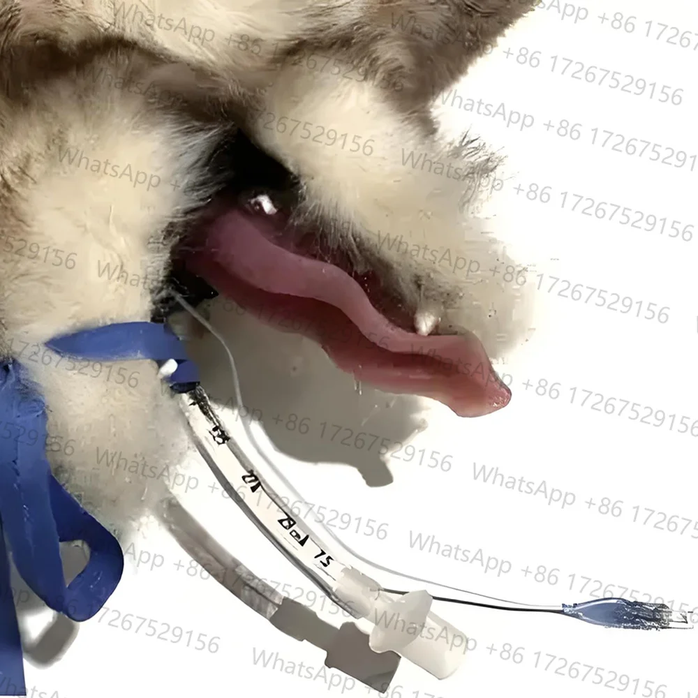 Applicable to8PCS/16PCS Pet Animal Sterile Disposable Anesthesia Tracheal Tube with Cuff Cuffed Airway Management Disposable ET