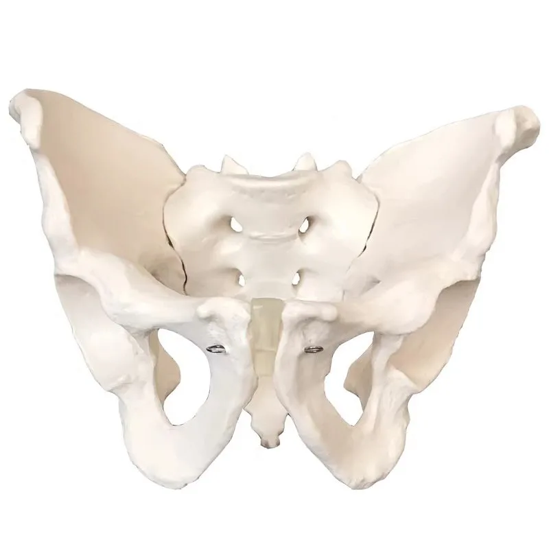 Life Size Male Pelvis Skeleton Anatomical Model Male Hip Bone Pelvic Anatomy Model Free postage