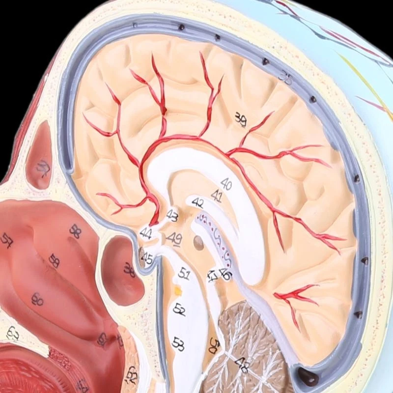 W89C Human Anatomical Meia para a cabeça Face Anatomy Medical Neck Mediana Seção ST