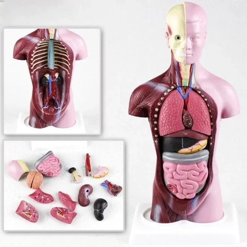 28cm Human Torso Body Model Anatomy Anatomical Heart Brain Skeleton Medical Internal Organs Teaching Learning Supplies