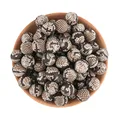 10pcs No. 13