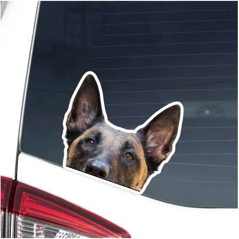 Calcomanía de coche belga Malinois, pegatina realista para mirar la cabeza de perro, cara de vinilo, impermeable, extraíble, para exteriores, ventana de parachoques, portátil Y131
