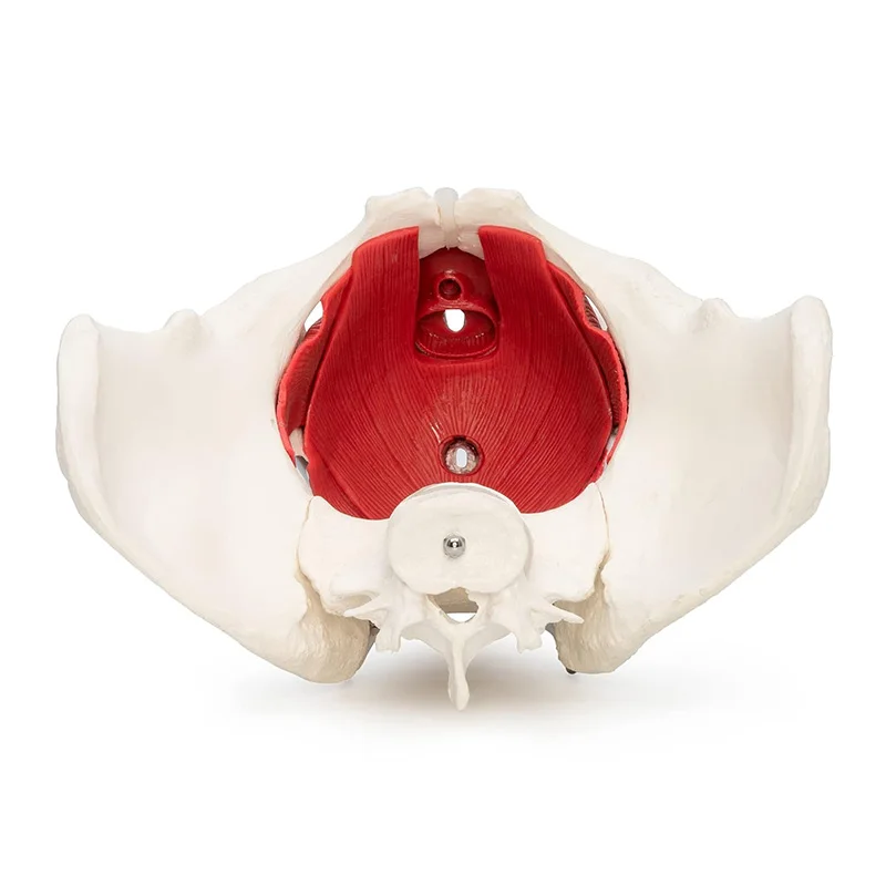 Female Pelvis Anatomy Model 4