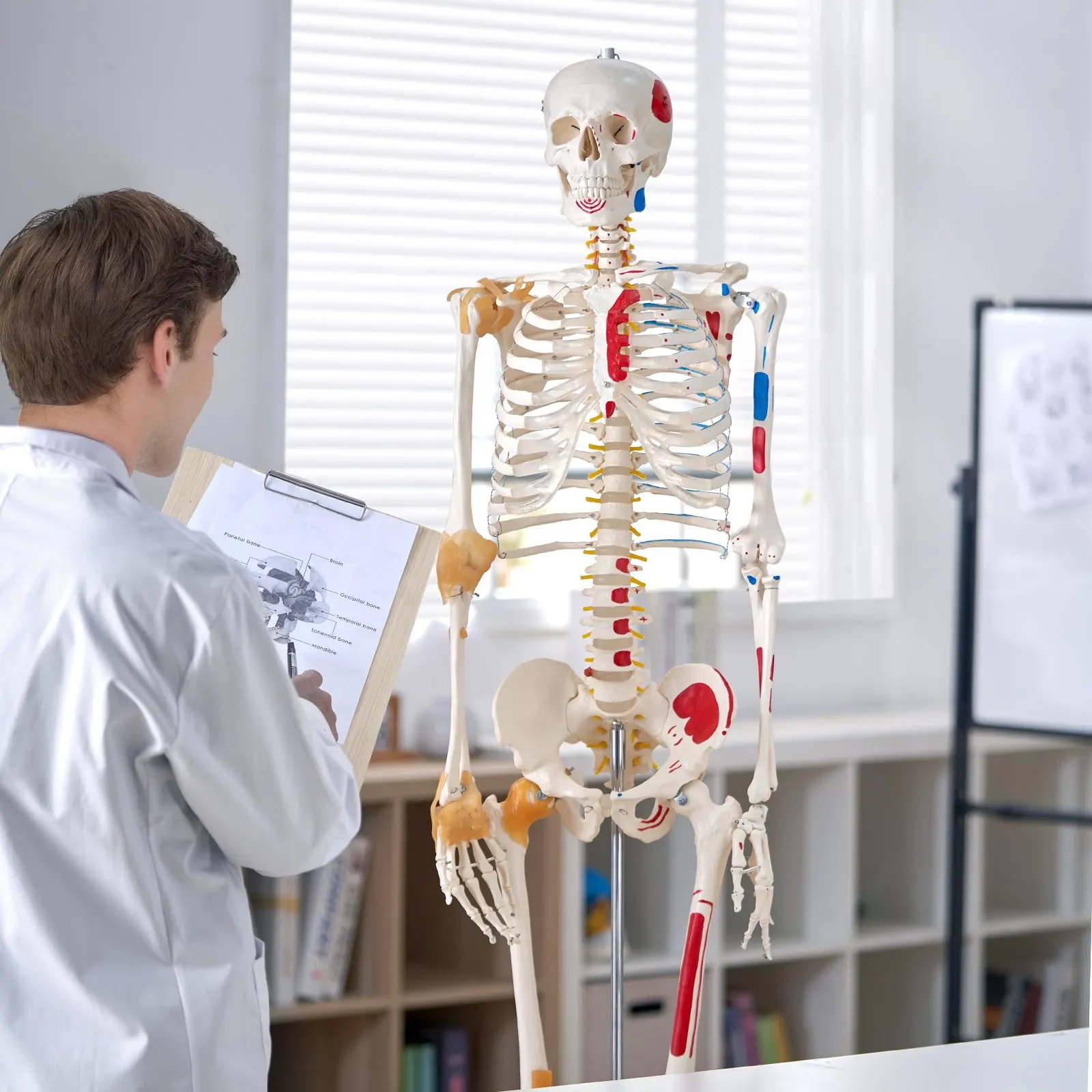 Human Skeleton Model For Anatomy, 71.65' Life Size, Accurate PVC Anatomy Skeleton Model With Ligaments, Movable Arms, Legs &