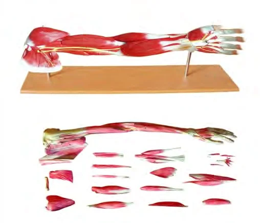 

Hierarchical Anatomical Model of Upper Limb (19 parts) Medical Science Human Arm Muscle Layering Simulator Teaching Aids for Stu